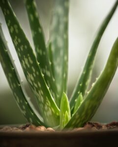 Aloe Vera — 5 Miraculous Benefits for Skin and Hair