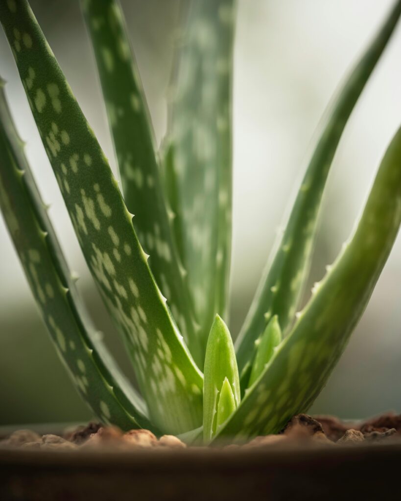 aloe vera benefits for skin