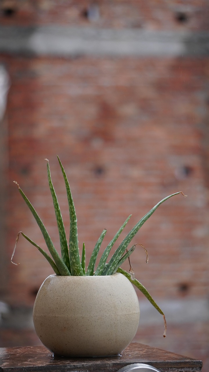 Fresh aloe vera plant