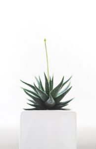 Aloe Vera — 5 Miraculous Benefits for Skin and Hair